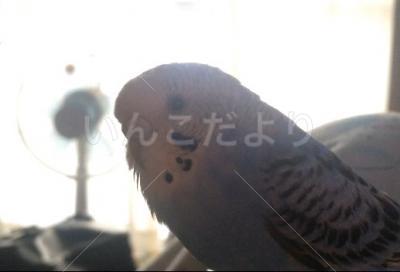 迷い鳥の写真