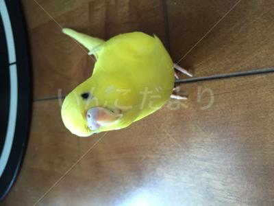 迷い鳥の写真