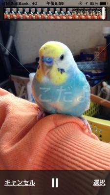 迷い鳥の写真