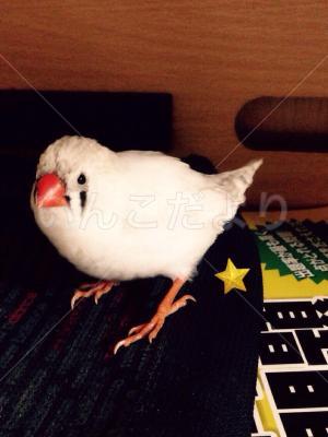 迷い鳥の写真