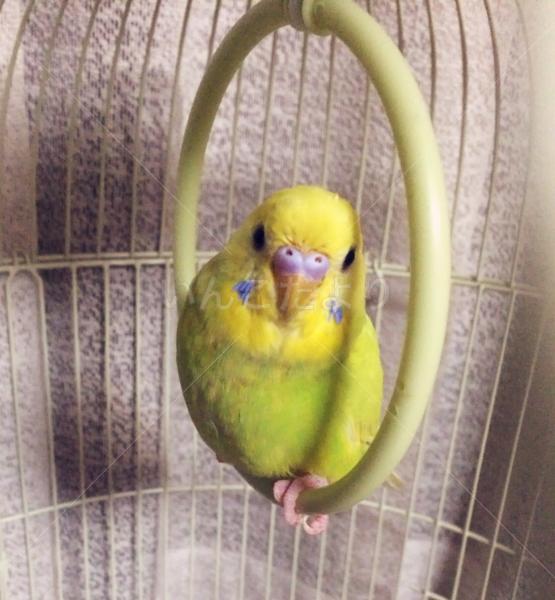 迷い鳥の写真