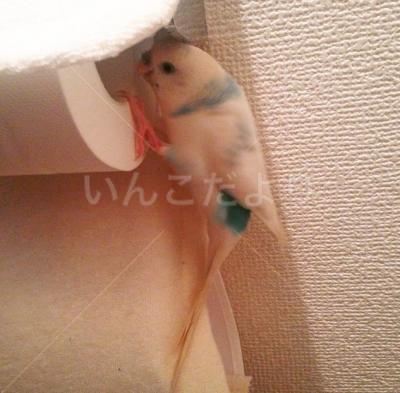 迷い鳥の写真