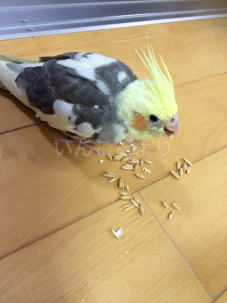 迷い鳥の写真