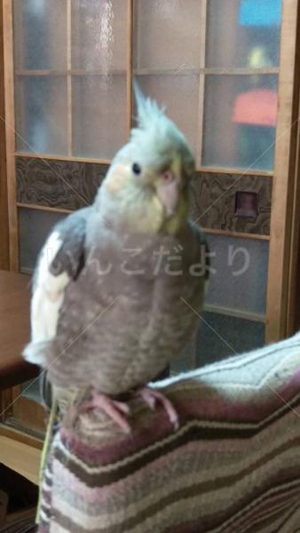 迷い鳥の写真
