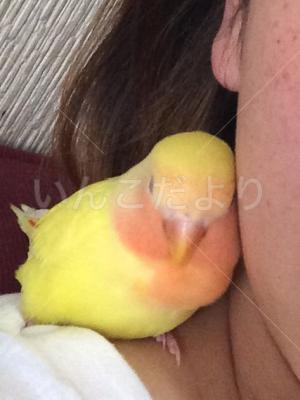 迷い鳥の写真