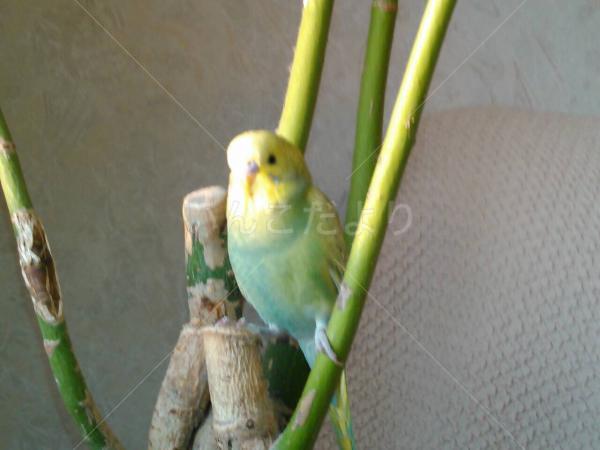 保護鳥の写真