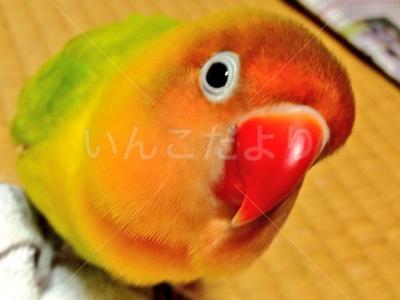 迷い鳥の写真