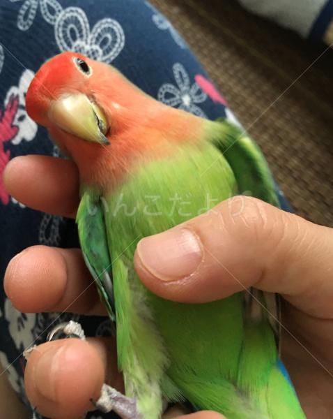 迷い鳥の写真