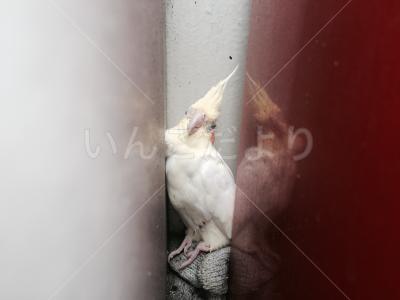 保護鳥の写真