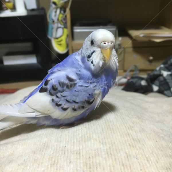迷い鳥の写真
