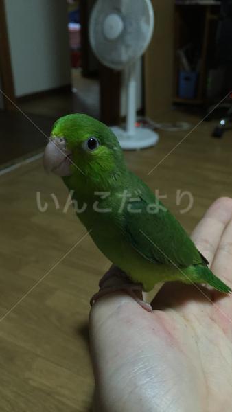 迷い鳥の写真