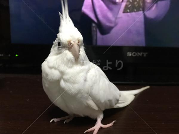 迷い鳥の写真