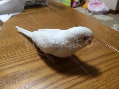 迷い鳥の写真