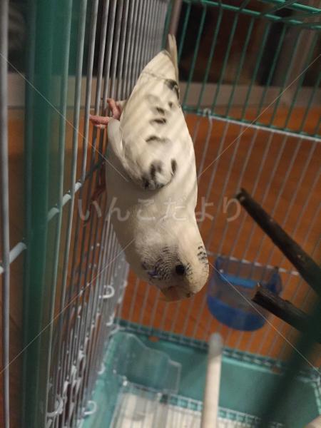 保護鳥の写真