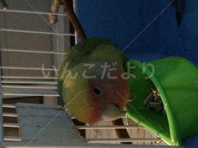保護鳥の写真