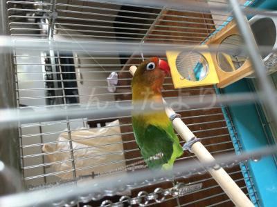 保護鳥の写真