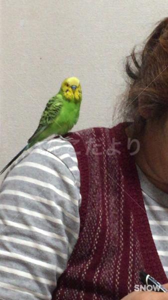 迷い鳥の写真