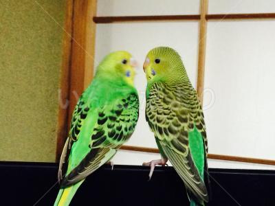 迷い鳥の写真