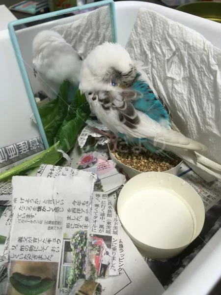 保護鳥の写真