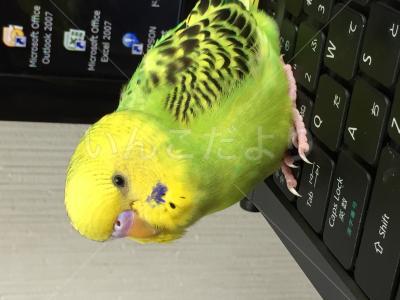 迷い鳥の写真