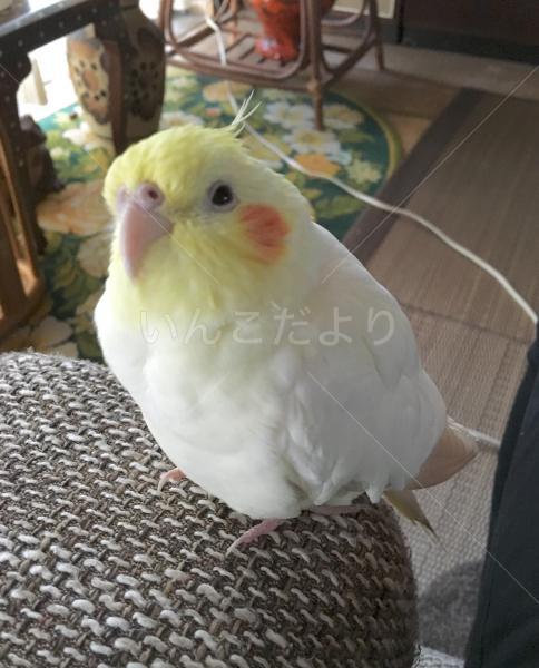 迷い鳥の写真
