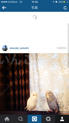 迷い鳥の写真