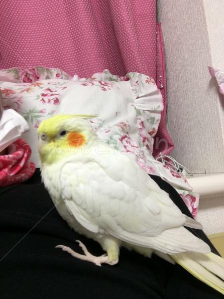 迷い鳥の写真