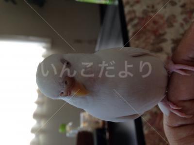 迷い鳥の写真