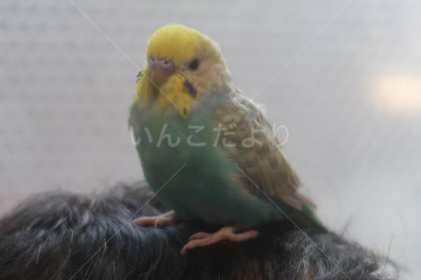 迷い鳥の写真