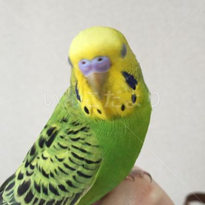 迷い鳥の写真