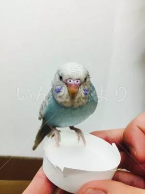 保護鳥の写真