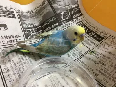 保護鳥の写真