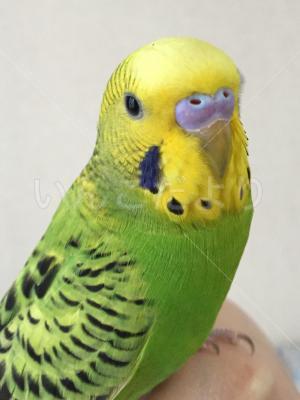 迷い鳥の写真