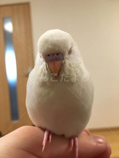 迷い鳥の写真