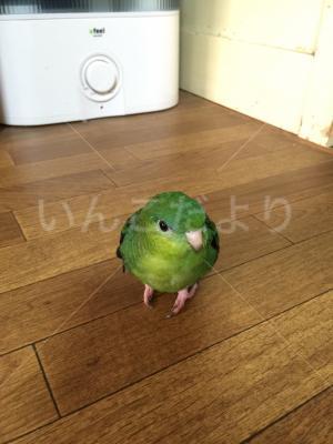 迷い鳥の写真