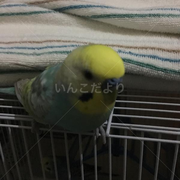 迷い鳥の写真
