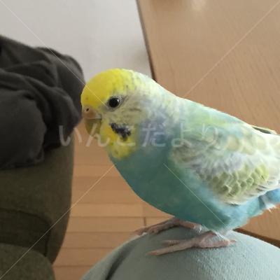 迷い鳥の写真