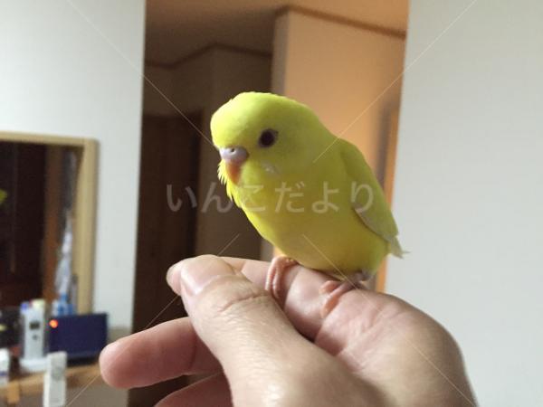 迷い鳥の写真