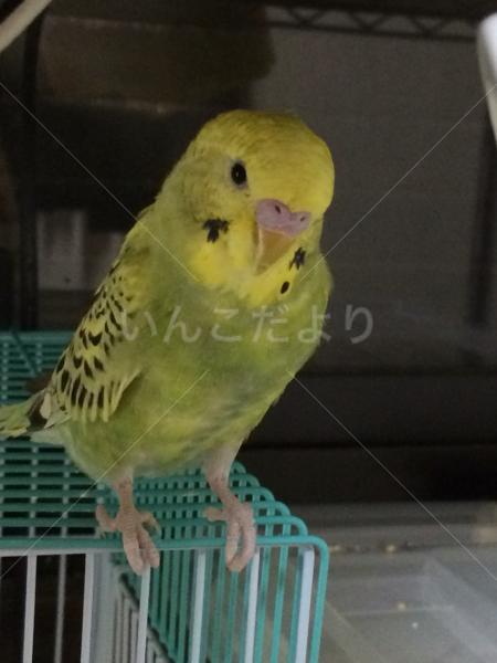 迷い鳥の写真