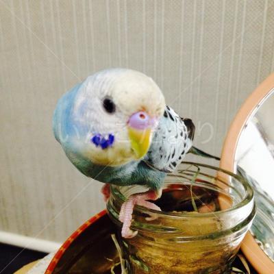 迷い鳥の写真