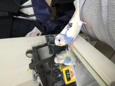 迷い鳥の写真