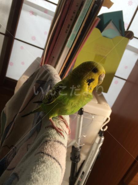 迷い鳥の写真