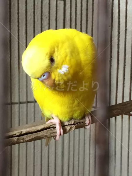 保護鳥の写真