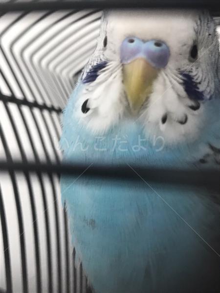 迷い鳥の写真