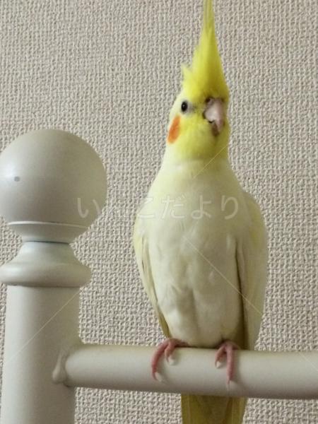 迷い鳥の写真