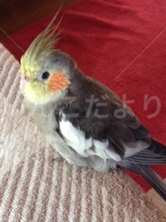 迷い鳥の写真