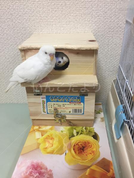 迷い鳥の写真