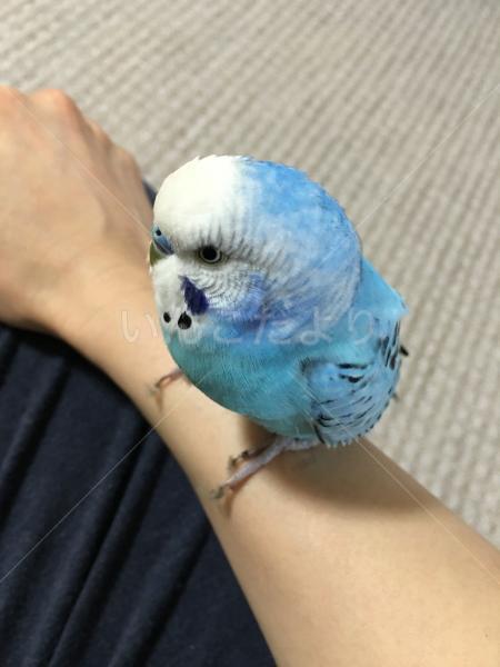保護鳥の写真