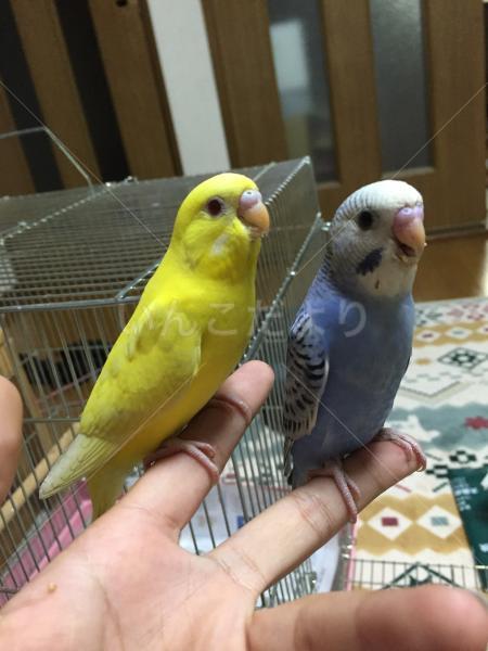 迷い鳥の写真