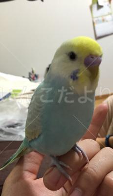 迷い鳥の写真